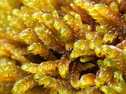 Attēlu rezultāti vaicājumam “Palustriella falcata”