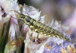 Attēlu rezultāti vaicājumam “Neuroptera”