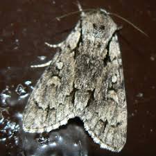 Attēlu rezultāti vaicājumam “Acronicta cuspis”