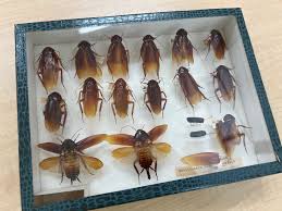 Image result for ゴキブリ報告所