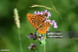 Attēlu rezultāti vaicājumam “Argynnis paphia”