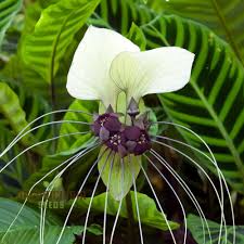 Image result for Tacca chantrieri