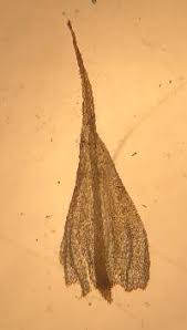 Attēlu rezultāti vaicājumam “Philonotis marchica”