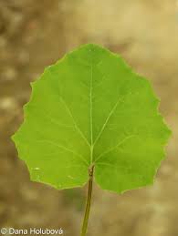 Attēlu rezultāti vaicājumam “Tussilago farfara leaf”