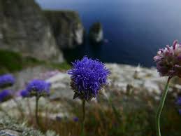 Attēlu rezultāti vaicājumam “Jasione montana leaf”