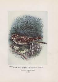 Attēlu rezultāti vaicājumam “Caprimulgus europaeus eggs”