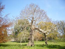 Attēlu rezultāti vaicājumam “Juglans regia”