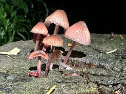 Attēlu rezultāti vaicājumam “Mycena haematopus”