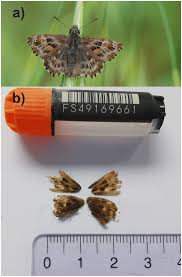 Attēlu rezultāti vaicājumam “Carcharodus floccifera underside”