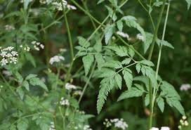 Attēlu rezultāti vaicājumam “Torilis japonica leaf”