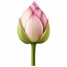 Attēlu rezultāti vaicājumam “Lotus sp. bud”