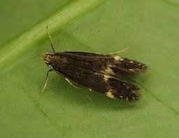 Attēlu rezultāti vaicājumam “Gelechia rhombella”