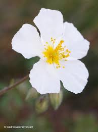 Attēlu rezultāti vaicājumam “Helianthemum x hybridum flower”