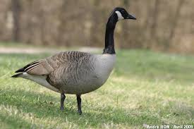 Attēlu rezultāti vaicājumam “Branta canadensis adult”