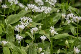 Attēlu rezultāti vaicājumam “Allium ursinum fruit”