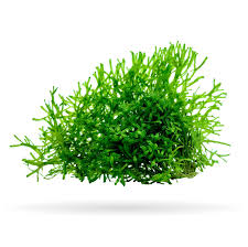 Attēlu rezultāti vaicājumam “Riccia”