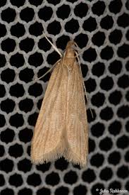 Attēlu rezultāti vaicājumam “Gelechia jakovlevi”