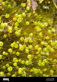 Attēlu rezultāti vaicājumam “Physcomitrium pyriforme sporophyte”