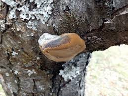 Attēlu rezultāti vaicājumam “Phellinus pomaceus”