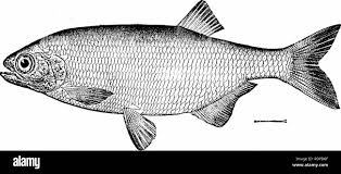 Image result for Chanos chanos