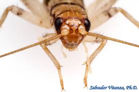 Attēlu rezultāti vaicājumam “Grypocoris sexguttatus imago”