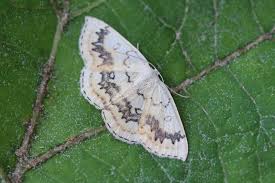 Attēlu rezultāti vaicājumam “Cyclophora annularia”