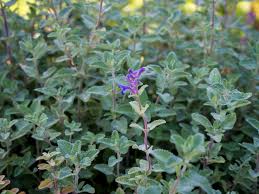 Image result for Katzenminze