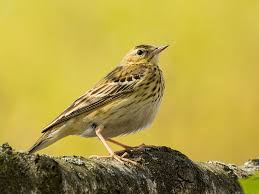 Attēlu rezultāti vaicājumam “Anthus trivialis adult”