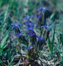 Attēlu rezultāti vaicājumam “Gentiana pneumonanthe leaf”