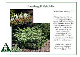 Attēlu rezultāti vaicājumam “Abies veitchii”