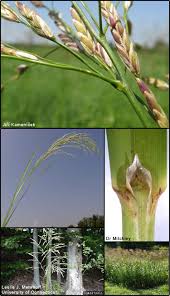 Attēlu rezultāti vaicājumam “Glyceria maxima leaf”