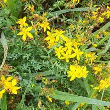 Attēlu rezultāti vaicājumam “Hypericum maculatum”
