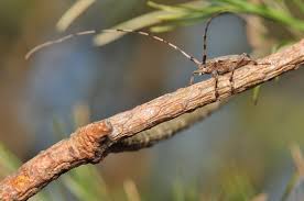 Attēlu rezultāti vaicājumam “Acanthocinus aedilis”