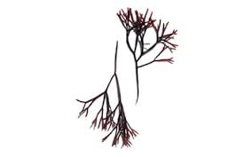 Attēlu rezultāti vaicājumam “Furcellaria lumbricalis”