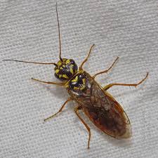 Attēlu rezultāti vaicājumam “Acantholyda posticalis”