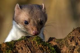 Attēlu rezultāti vaicājumam “Martes foina”