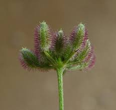 Attēlu rezultāti vaicājumam “Torilis japonica”