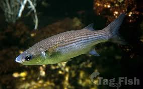 Image result for Chelon labrosus