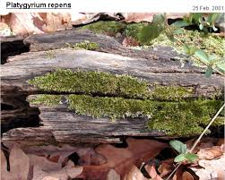 Attēlu rezultāti vaicājumam “Platygyrium repens”