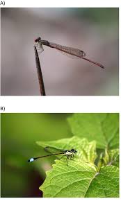 Attēlu rezultāti vaicājumam “Coenagrionidae”