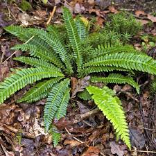 Attēlu rezultāti vaicājumam “Blechnum spicant”
