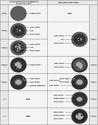 Attēlu rezultāti vaicājumam “Hemitrichia leiotricha stalked”