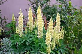 Image result for Lupinen