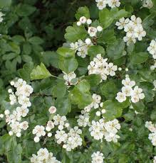 Attēlu rezultāti vaicājumam “Crataegus x macrocarpa”