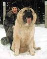 Soccer Mom Style: My Georgia: Caucasian Shepherd Dog (kavkasiuri ...