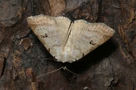 Attēlu rezultāti vaicājumam “Lygephila viciae”