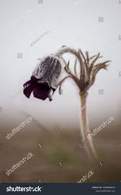 Attēlu rezultāti vaicājumam “Pulsatilla pratensis bud”