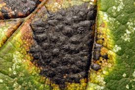 Attēlu rezultāti vaicājumam “Rhytisma acerinum”