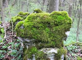 Attēlu rezultāti vaicājumam “Anomodon”