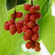 Attēlu rezultāti vaicājumam “Schisandra chinensis”